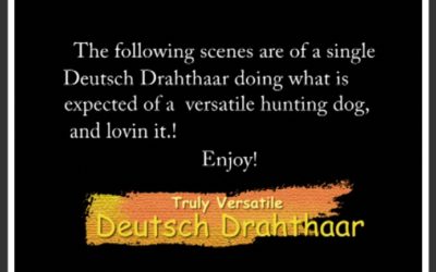 Truly Versatile Deutsch Drahthaar Video