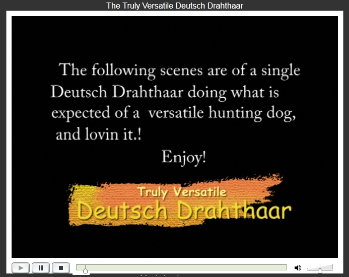 Truly Versatile Deutsch Drahthaar Video